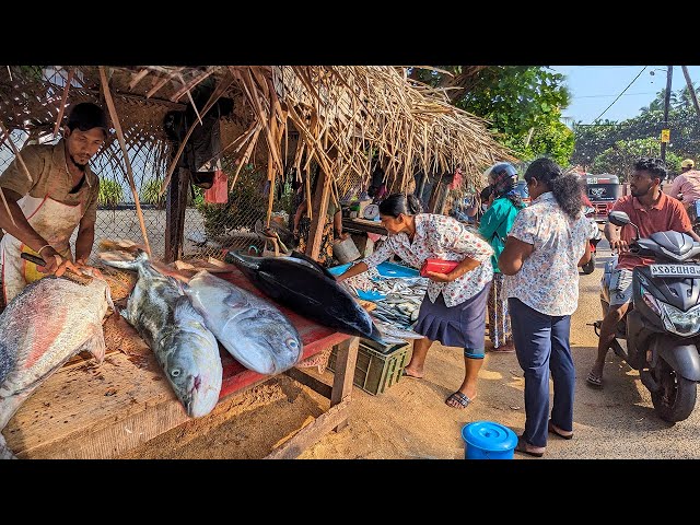 Exploring Sri Lanka's Bustling Huge Fish Market Fresh Seafood