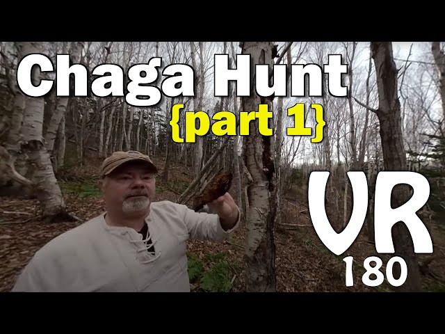 How to Find and Harvest Chaga Mushroom VR 180 Video part 1