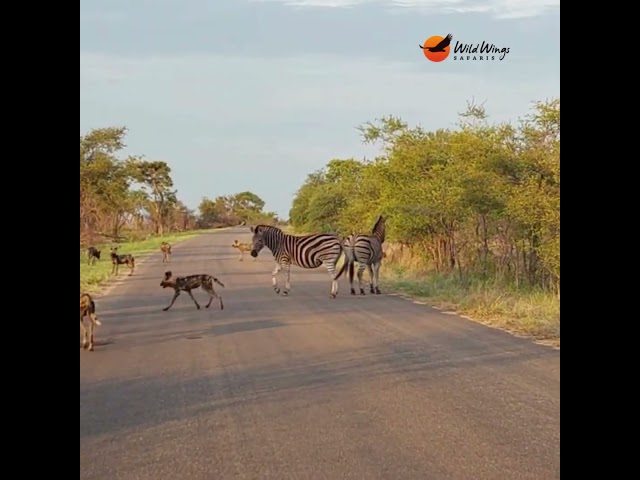 When the hunted become the hunters (well, sort of). #wildlife #krugersightings #krugernationalpark