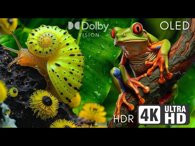 Best #4K HDR Dolby Vision Video | Scenic Ultra HD Landscapes in 60FPS 🏔✨