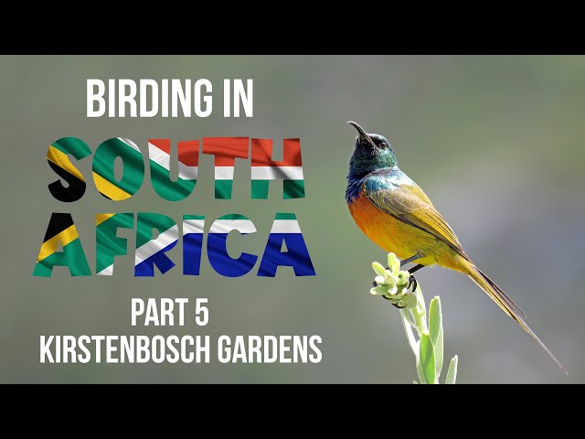 Birding in South Africa Part 5 Kirstenbosch National Botanical Garden