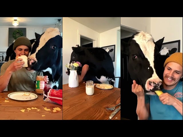 Dinnertime with Bruce the Cow: Moo-velous Munchies! || previous Recap