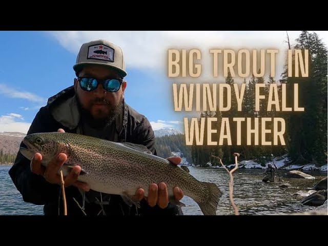 Big trout in windy Mammoth Lakes!