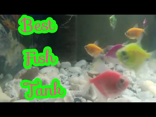 Aquarium fish tank setup #srilanka #aquarium #fish #fishing #google #tamil #youtube #video #vlog