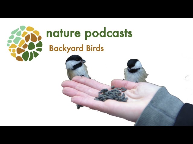 Backyard Birds | Nature Podcast