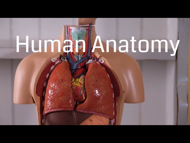 Basic Human Anatomy for Beginners