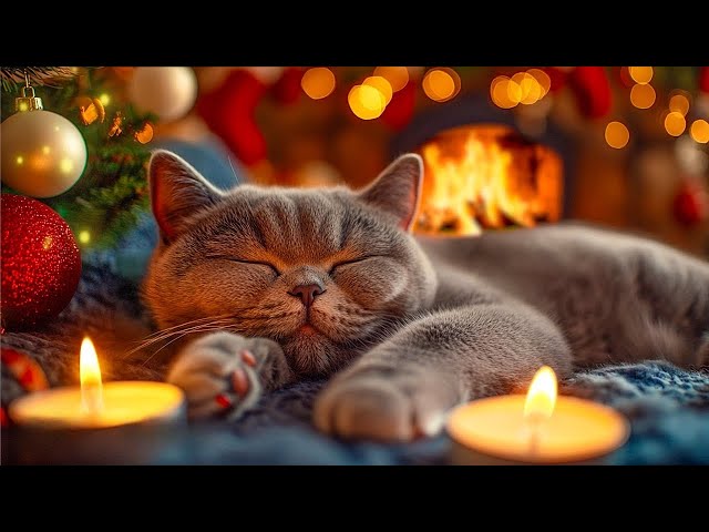 Music For Cat - Listen to Purring and Fireplace Sound to Healing Insomnia🔥Relaxing Sound for Anxiety