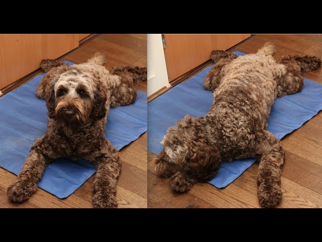 Dog Hip Dysplasia "Bunny Hop" Skip (Mild)