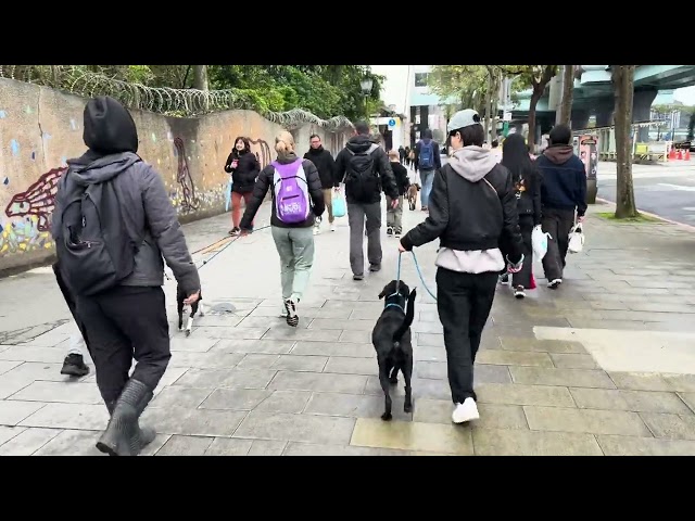 Mary’s Doggies - Wugo walking