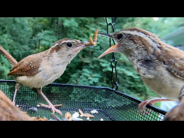 Watch Carolina Wren Fledglings with Mom