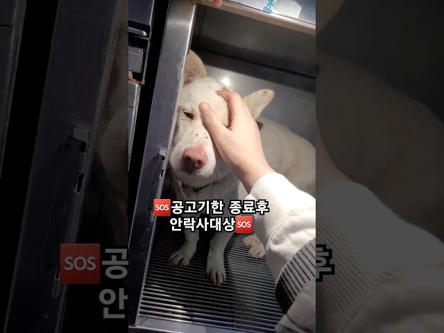 25_24 공고기한 종료후 안락사대상 #새로운가족을찾습니다 #helpshelter #lckd #lastchanceforkoreandogs #강아지 #유기견입양