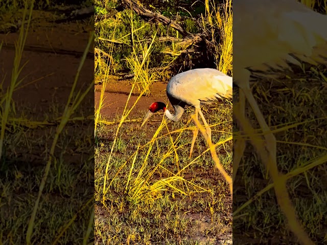 Sarus Crane #shorts #shortsfeed #shortsviral #shortsyoutube #birdphoto #wildlife