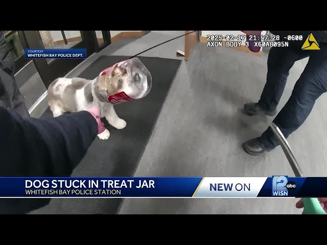 Whitefish Bay police help free dog from jar, trying to get last treat