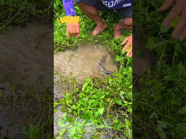 Huge Fish Catching #fishing #fish #naturefishing #shortsviral #nature #shorts #youtubeshorts #viralv