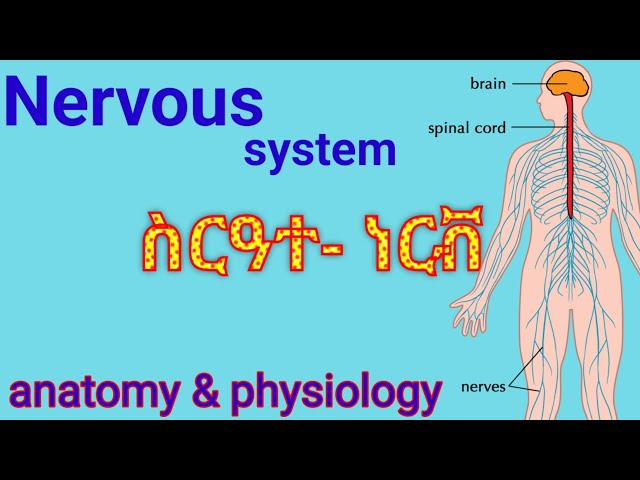 Introduction to Nervous System ||ስርዓተ-ነርቭ #nerve #anatomy #ethiopia