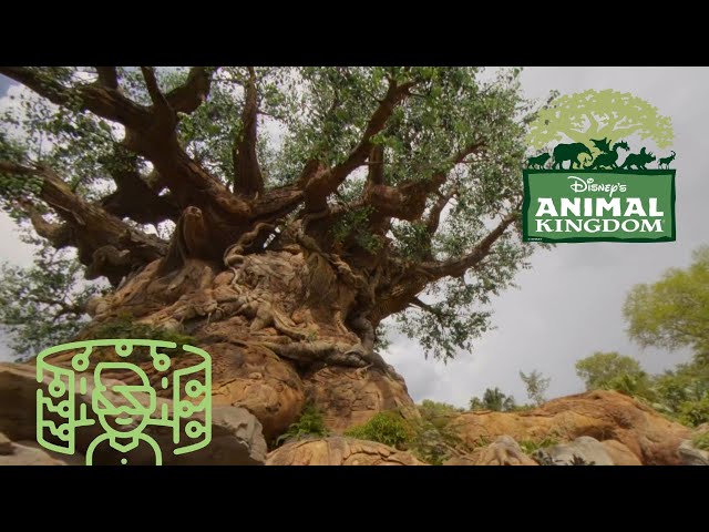 Disney’s Animal Kingdom in VR180 3D (2024 Version)