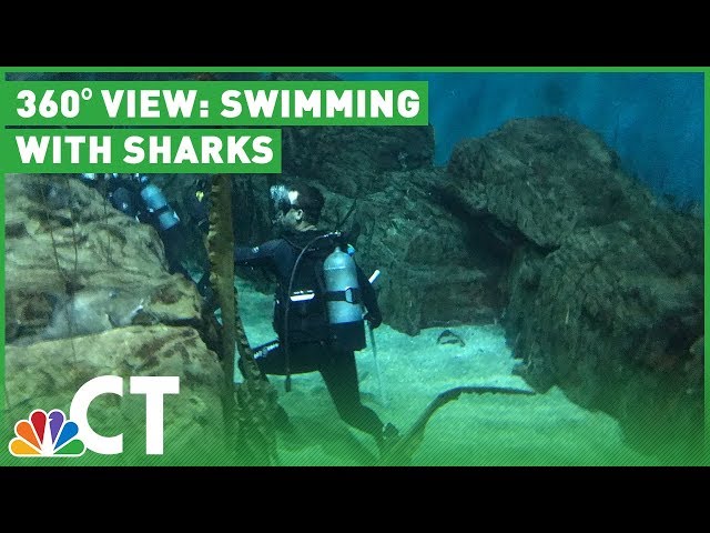 A 360-Degree View of a Shark Tank Swim | NBC Connecticut