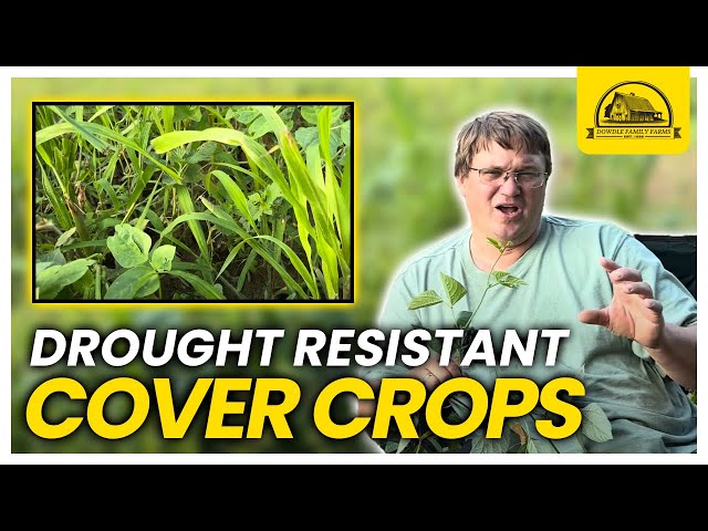 This Drought Resistant Crop Improves Soil Health and Livestock Love It