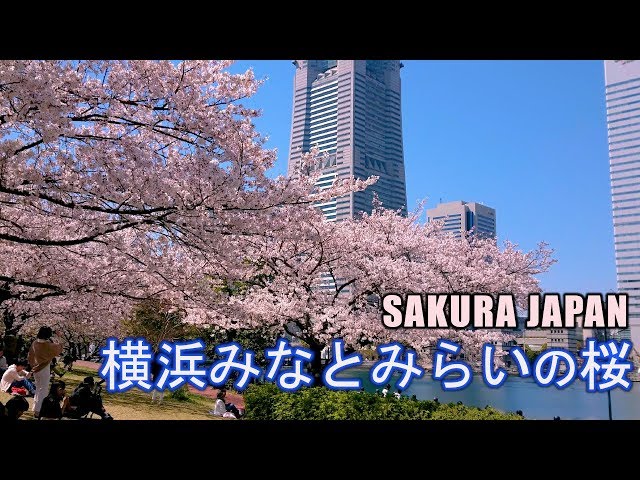 2019 Yokohama Minato Mirai 21 Sakura Cherry Blossom in Kanagawa Yokohama