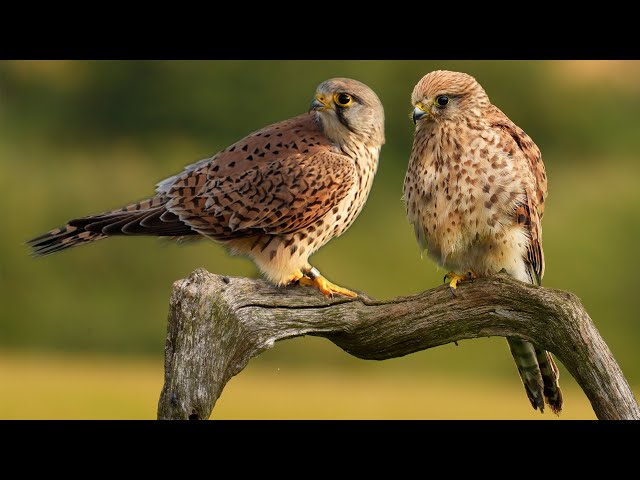 Clever Kestrel Mum Raises Chicks After Male Disappears | Jeff & Jenny | Full Story | Robert E Fuller