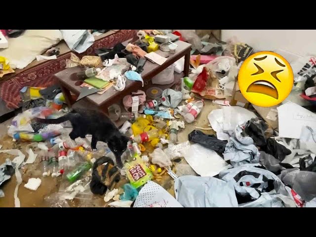 🤬They Abandoned The Cat And Made The Room So Dirty 😰