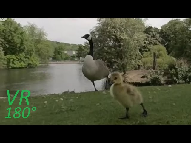 VR180° As close as I can get to the Goslings