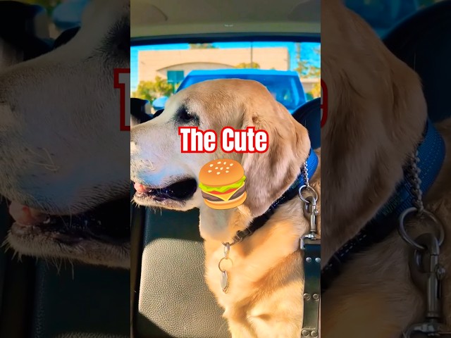 🍔😮RANDOM VEHICLE AND CHOMP‼️RAW AND UNEDITED VIDEO 5 📹 THE CUTE‼️