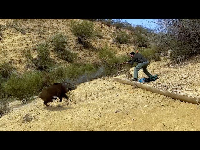 Hunting Wild Boar -Season :2025 || MEKNES KHAROUBA  -PART 3