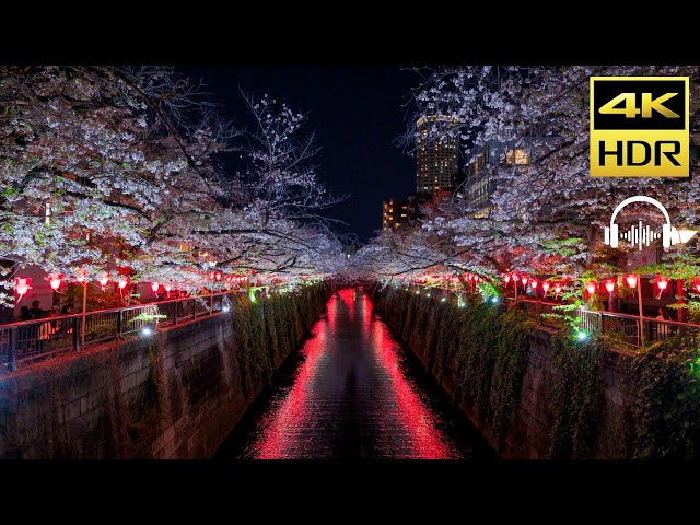 The most famous cherry blossom viewing area in Japan｜4K HDR｜JAPAN WALK