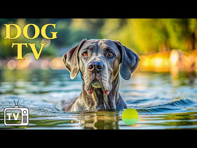 DOG TV: Videos for Dogs to Prevent Boredom - The Best Music to Keep Your dog Happy When Home Alone