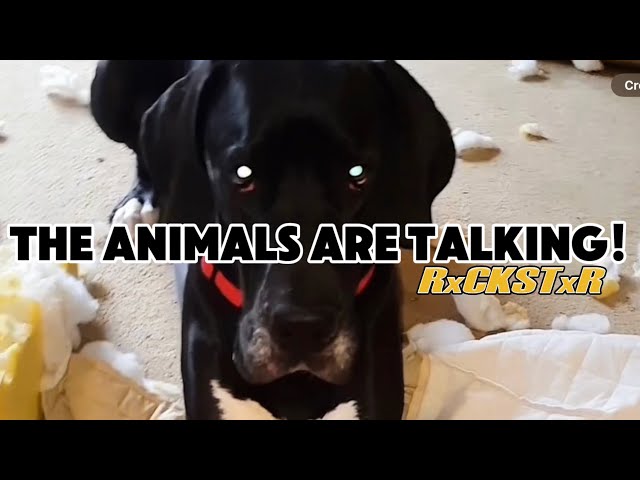 These Animals Are Really Talking! Vol 3! - RxCKSTxR Comedy Voiceovers