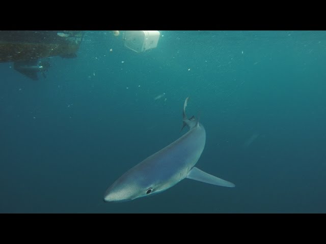 Fly fishing for Blue Sharks