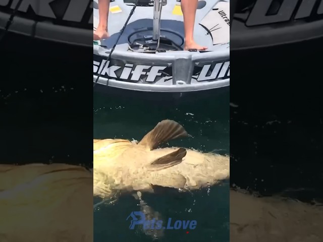 Man Needs Dignity to Land Huge Fish!!! #shortsvideo #petcoin