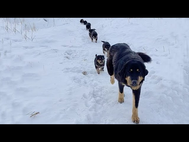 -16°C cold, mother dog leads 7 puppies crawling step by step in the snow trying to find food