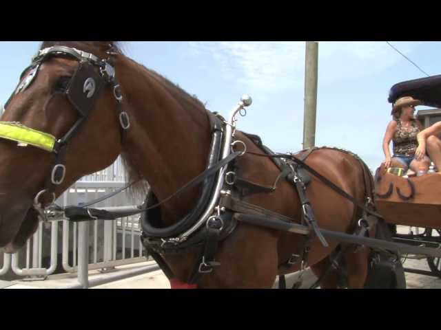 Carriage Ride in Cedar Key