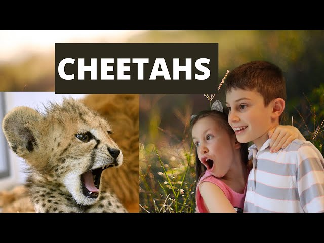 All About Cheetahs - Interesting facts about cheetah for kids