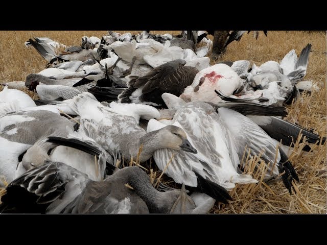 Hired to Hunt Season 4 #10: Blow Me Over!  Goose Hunting and Duck Hunting.  Limit Hunts in Alberta