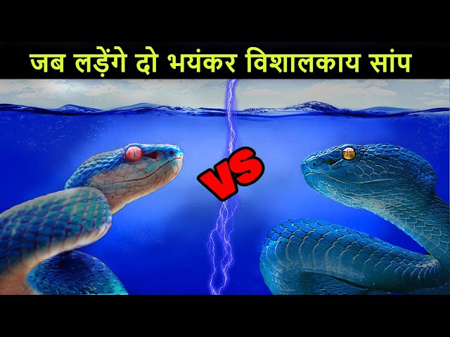 King Cobra VS Black Mamba | जब भिड़ेंगे दुनिया के दो सबसे जहरीले सांप