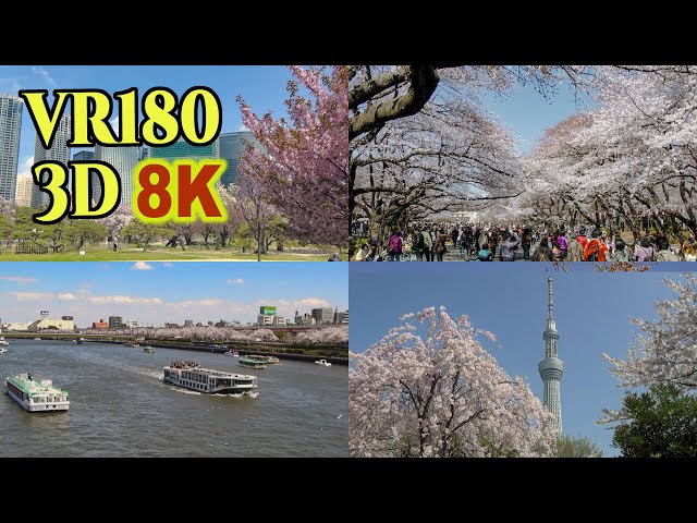 [ 8K 3D VR180 にはめ込んだ 昔の3D映像] 東京の桜名所 Famous cherry blossom spots in Tokyo