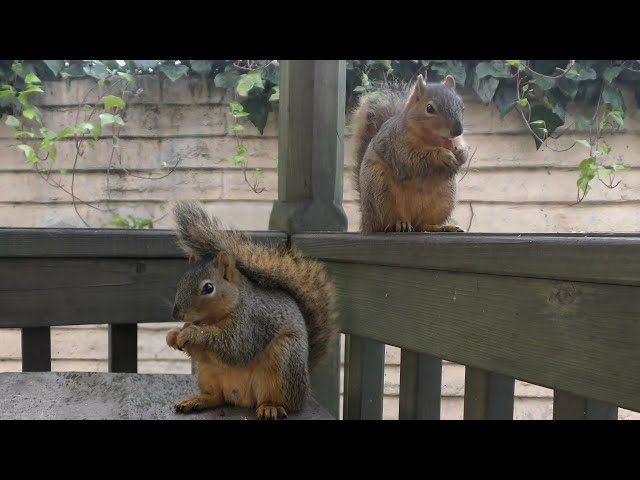 Squirrel Friends Buddy and Cutie