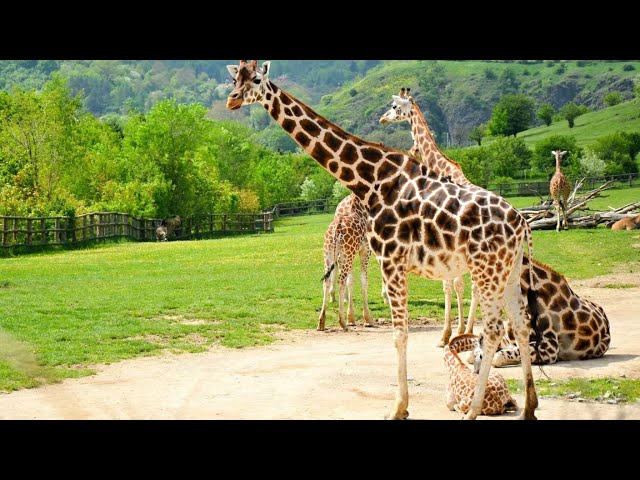 VR 180 Prague Zoo Part 2, Czech Republic – one of the best zoos in Europe