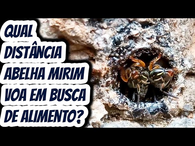 Qual a distância que a abelha mirim droryana voa para buscar alimento? Quantos metros percorre?