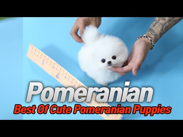 Best Of Cute Pomeranian Puppies