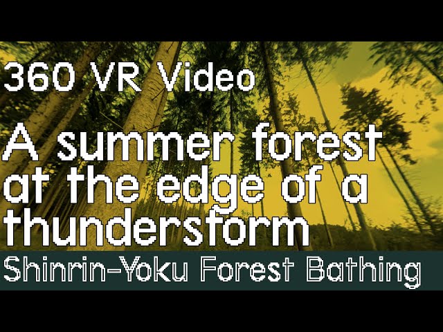 360° Shinrin-Yoku Forest Bathing. A Forest at the edge of a thunderstorm