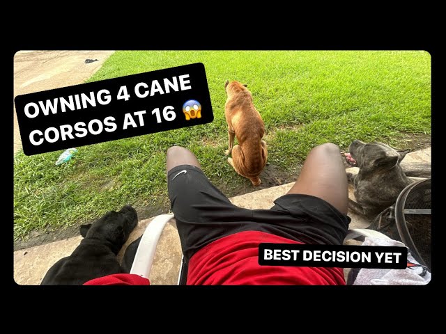 DAY IN THE LIFE OF OWNING 4 CANE CORSOS AT 16 YR OLD!