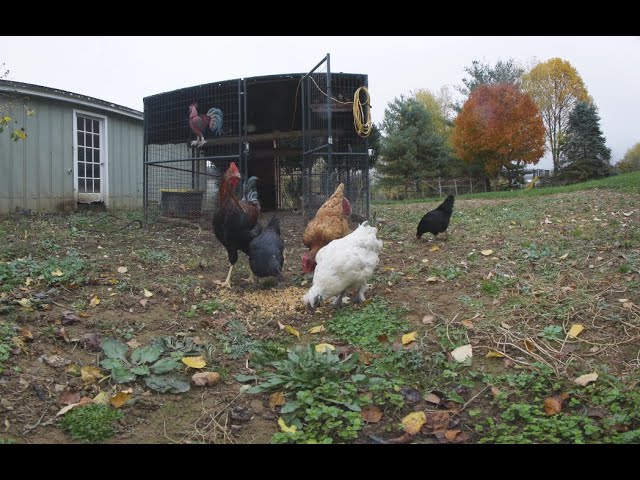 180 VR Experience: Free-Roaming Chickens and a Rooster in the Garden - Shot with Canon R5C