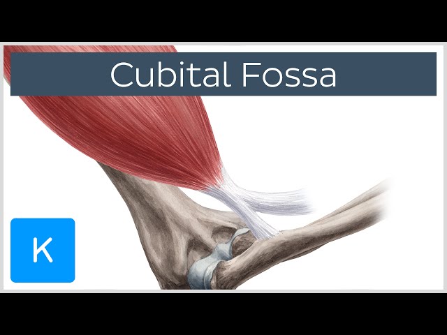 Cubital Fossa - Location & Borders - Human Anatomy | Kenhub