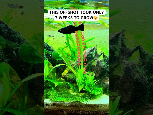 Insane aquarium plant growth - Vallisneria gigantea, no CO2, no fertilizers