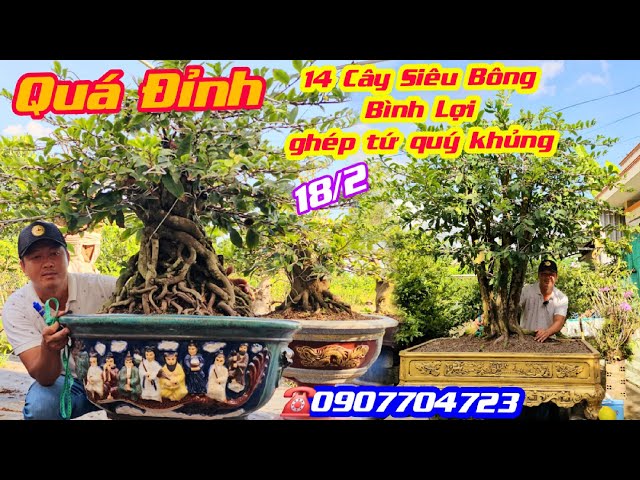 #Báo Giá 18/2, #0907704723, Siêu Bông Bình Lợi ghép Phôi tứ quý cây khủng đế quá đỉnh @cscanthohg