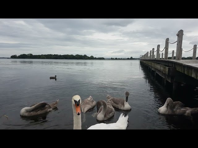 🇮🇪🦢 MUTE SWAN FAMILY🦢5 CYGNETS🐤JETTY STRECHING INTO KINNEGO BAY IRELAND🇮🇪#beautiful💧LIKE👍🙏subscribe😇